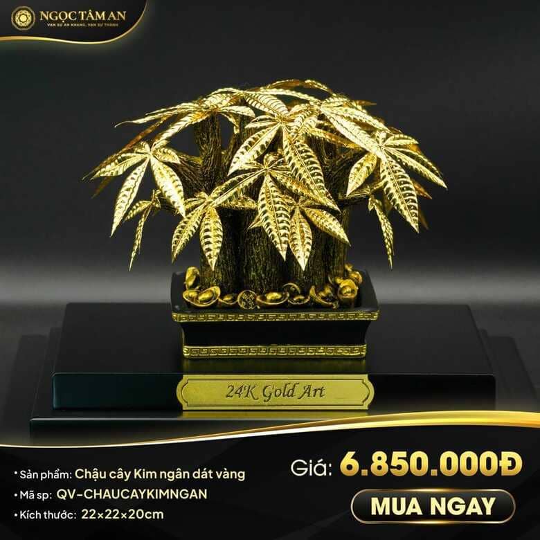 Chậu cây kim ngân dát vàng
