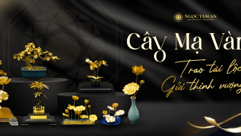 Cay ma vang 1440x642 2 scaled b83f4ad5