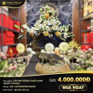 Cây mai trắng thạch anh (Nhất chi mai)