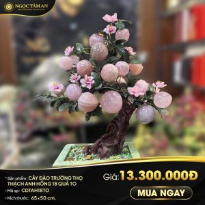 Cây đào Trường thọ Thạch anh Hồng 18 quả to