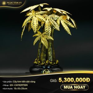 Cây kim tiền dát vàng