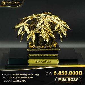 Chậu cây Kim ngân dát vàng