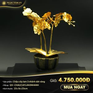 Chậu cây lan 3 nhánh dát vàng