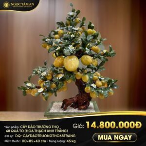 Cây đào trường thọ 68 quả to (hoa Thạch Anh trắng)