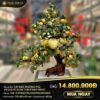 Cây đào trường thọ 68 quả to (hoa Thạch Anh Vàng)