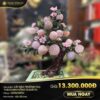 Cây đào Trường thọ Thạch anh Hồng 18 quả to