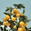 Cây đào Ngọc Hoàng Long 28 Quả - 3