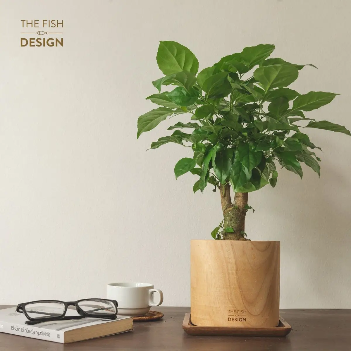 Chậu cây hạnh phúc mini để bàn